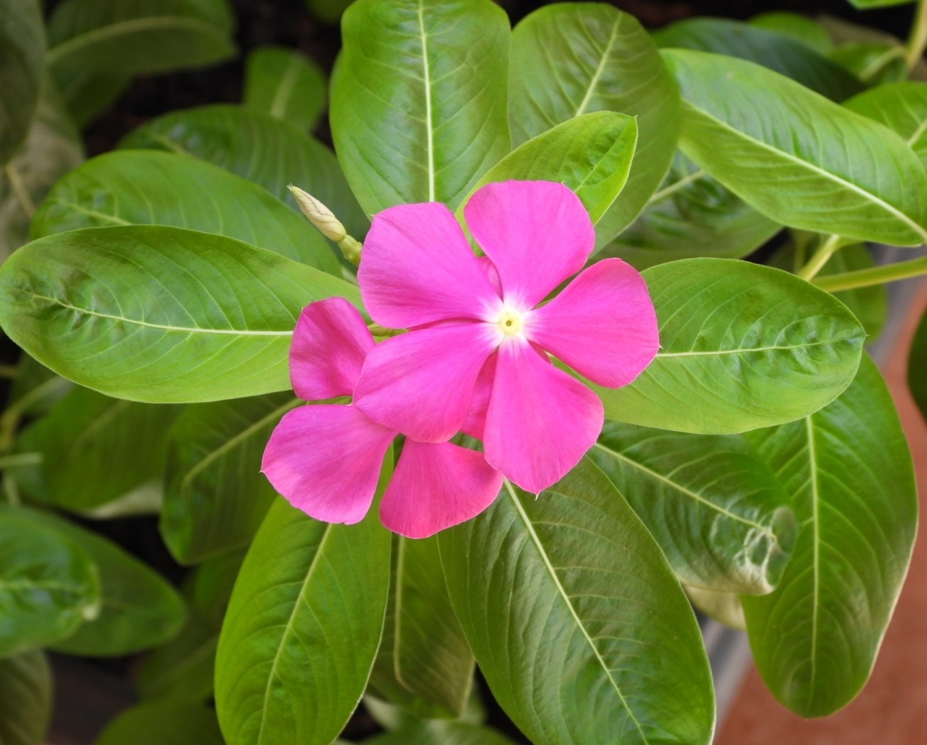 Catharanthus roseus