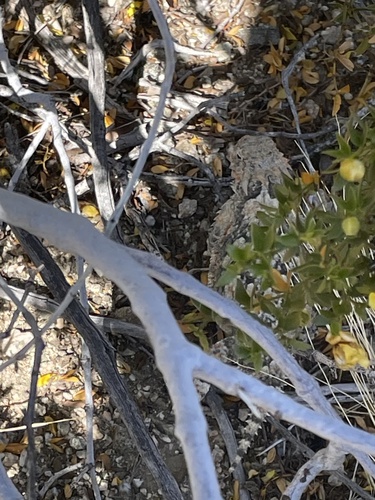 iNaturalist observation photo of Desert Horned Lizard