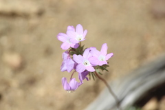 Leptosiphon breviculus