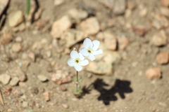 Leptosiphon breviculus