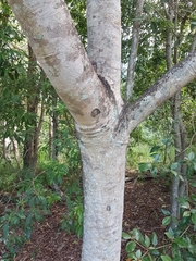 Flindersia schottiana