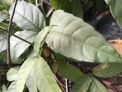 Labisia pumila