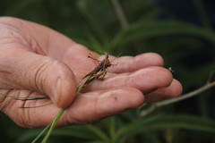 Eleocharis wolfii