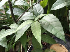 Labisia pumila