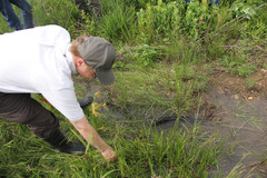 Eleocharis wolfii