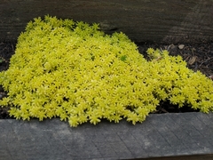 Sedum japonicum