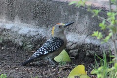 Melanerpes aurifrons