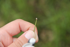 Eleocharis wolfii