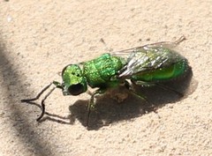 Chrysura