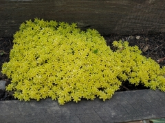 Sedum japonicum