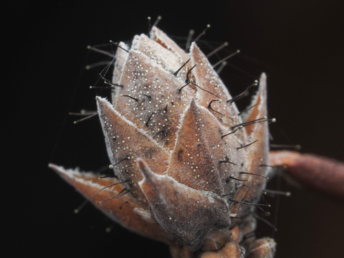 Seifertia azaleae (Peck) Partr. & Morgan-Jones