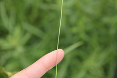 Eleocharis wolfii