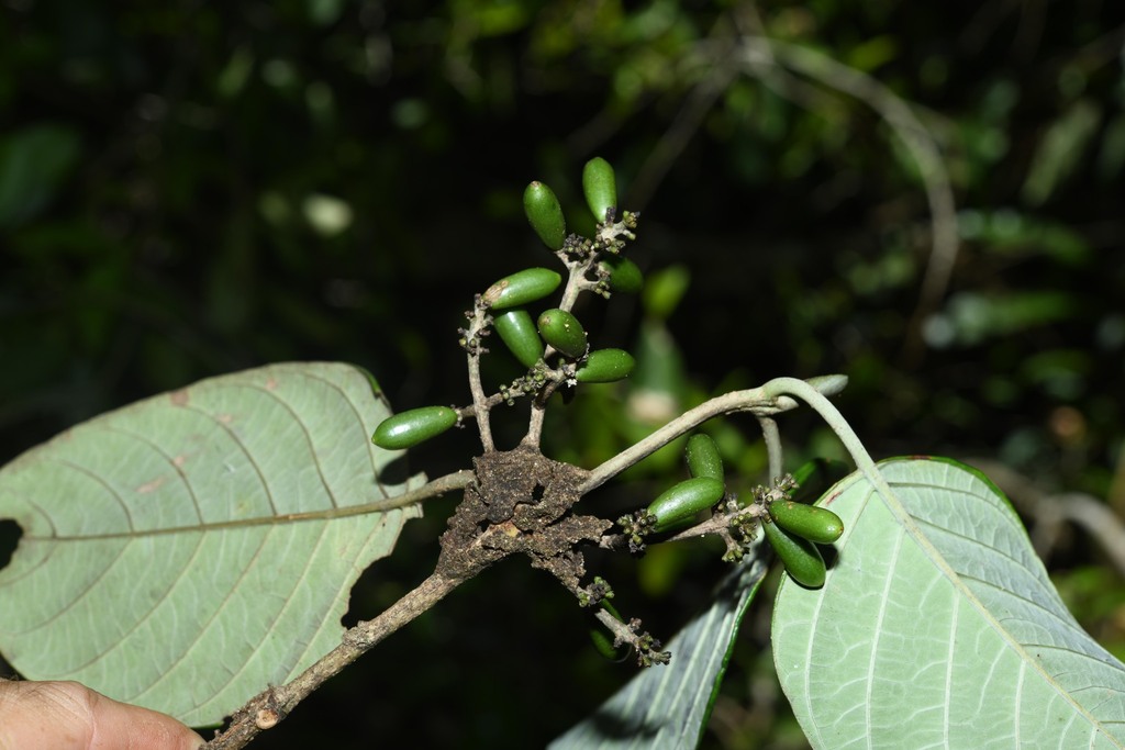 Malanea hypoleuca
