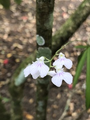 Ionopsis utricularioides