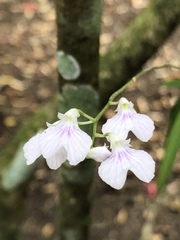 Ionopsis utricularioides