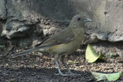 Turdus grayi