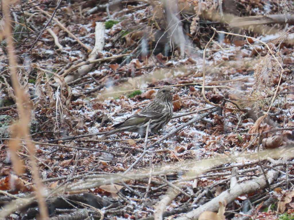 Pine Siskin from Northwest Colorado Springs, Colorado Springs, CO, USA ...