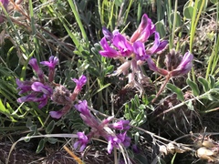 Astragalus shortianus