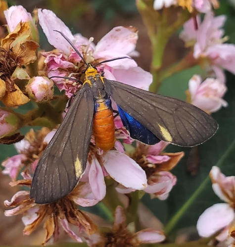 Black-winged Dahana Moth photo 4