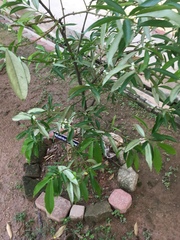 Phaleria macrocarpa