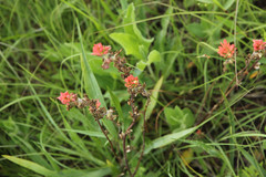 Castilleja coccinea
