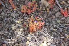 Claytonia rubra