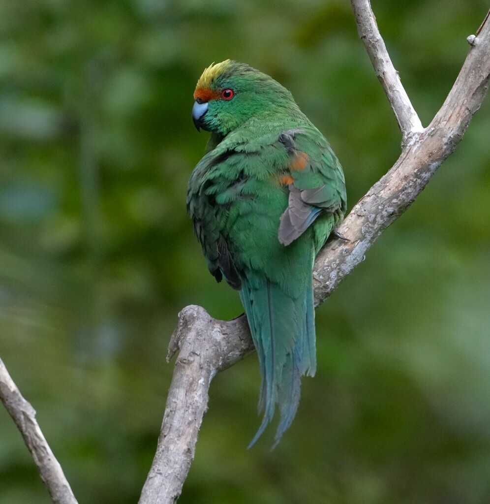 Malherbe's Parakeet photo
