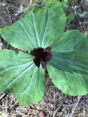 Trillium kurabayashii