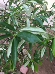 Phaleria macrocarpa