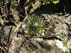 Mammillaria melanocentra melanocentra