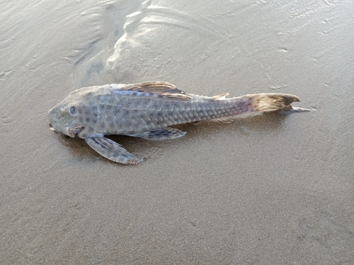 Landon's pleco (Hemiancistrus landoni) — Loricariidae — 2