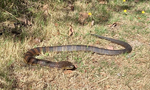 Tiger Snake sighting