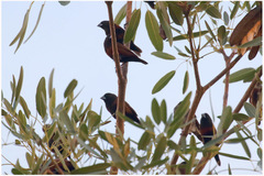 Lonchura atricapilla