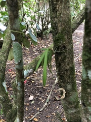 Ionopsis utricularioides