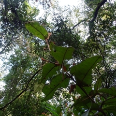 Aextoxicon punctatum