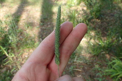Phalaris angusta