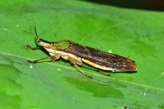 Raphirhinus phosphoreus