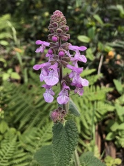 Stachys ajugoides