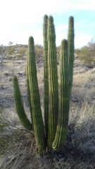 Stenocereus thurberi