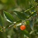 Hackberries - Photo (c) Javi Gonzalez, some rights reserved (CC BY-NC), uploaded by Javi Gonzalez