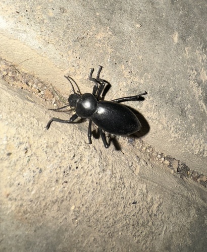 iNaturalist observation photo of Dentate Stink Beetle