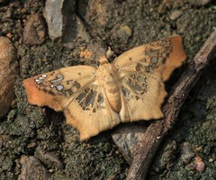 Ctenoptilum vasava