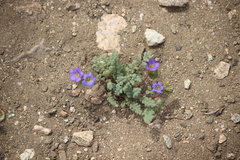 Phacelia fremontii