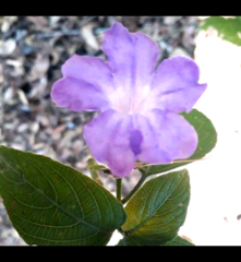 Ruellia breedlovei