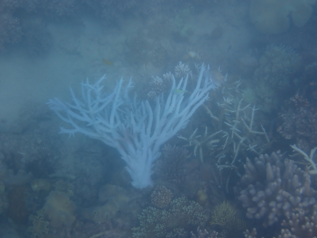 Table, Elkhorn, and Staghorn Corals from Sudbury Cay, Cairns, QLD ...