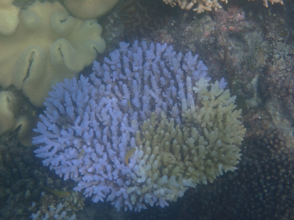 Table, Elkhorn, and Staghorn Corals from Sudbury Cay, Cairns, QLD ...