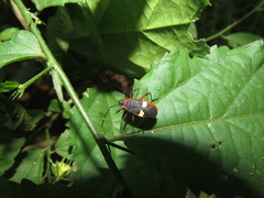 Dysdercus albofasciatus