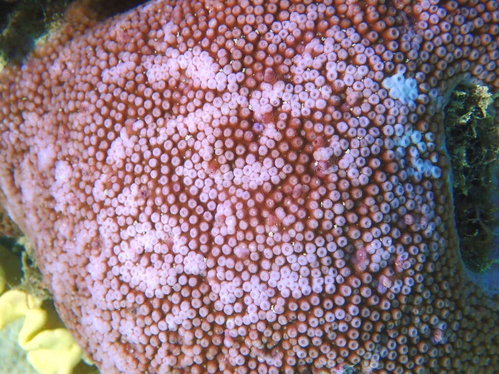 Stony Corals from Sudbury Cay, Cairns, QLD, Australia on March 27, 2024 ...