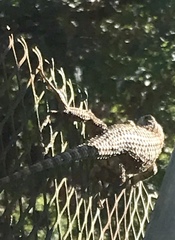 Sceloporus olivaceus