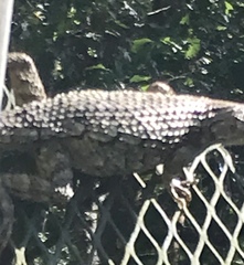 Sceloporus olivaceus